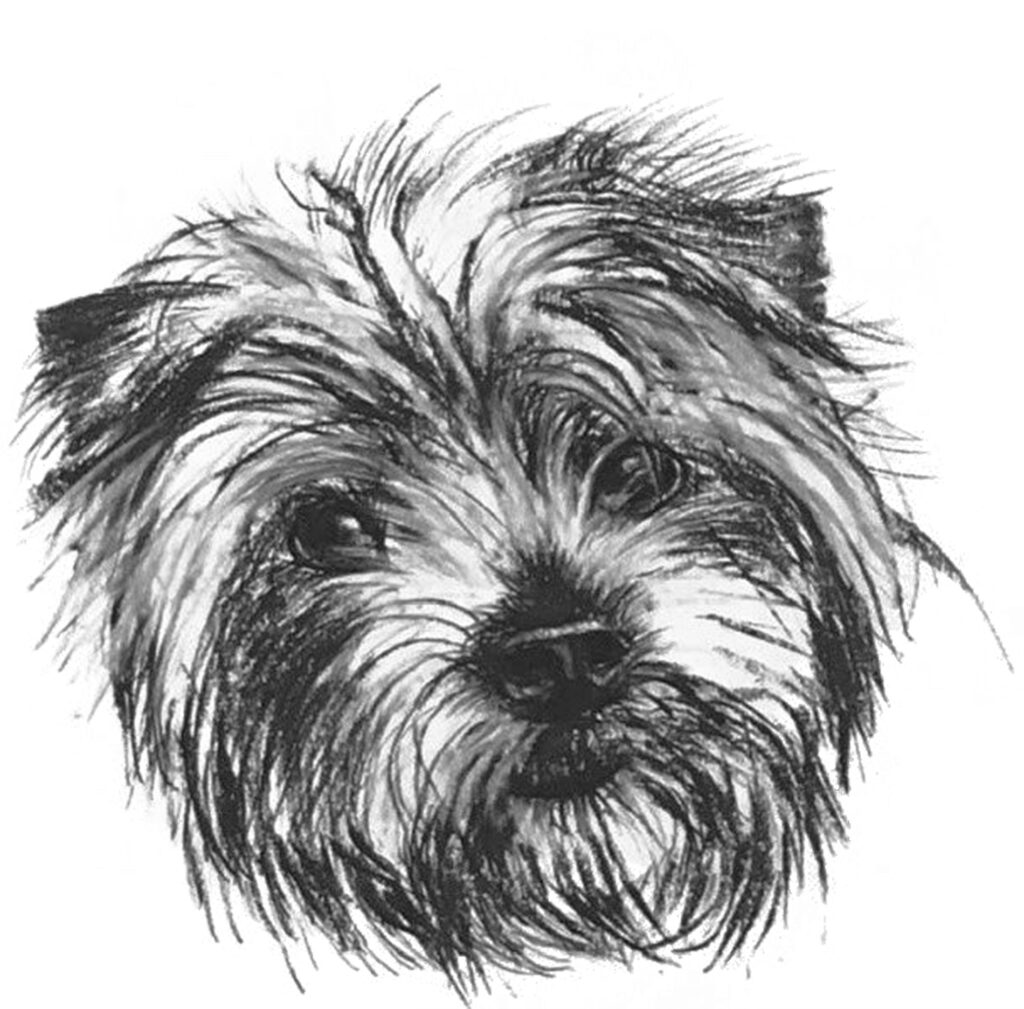 Herbie - charcoal drawing of a dog by Mel Stokes Artist
