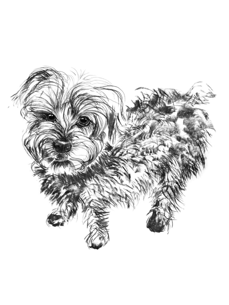 Scruffy dog portrait by Mel Stokes
